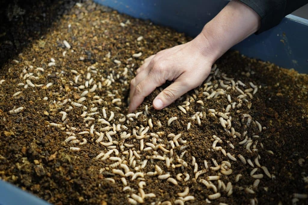 A bucket of larvae that will form the basis of future fish feed.