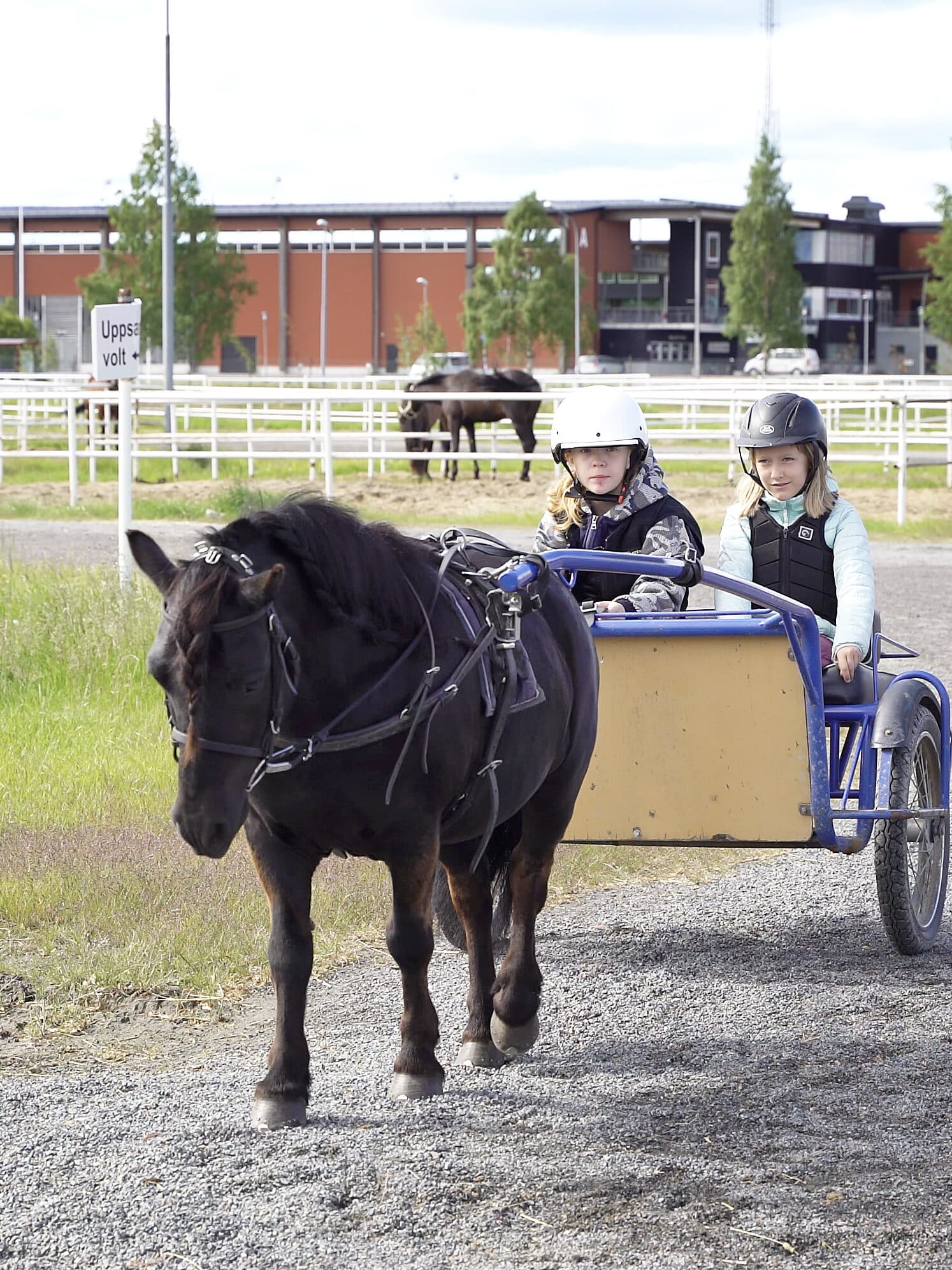 Trotting school, young children with horse and carriage