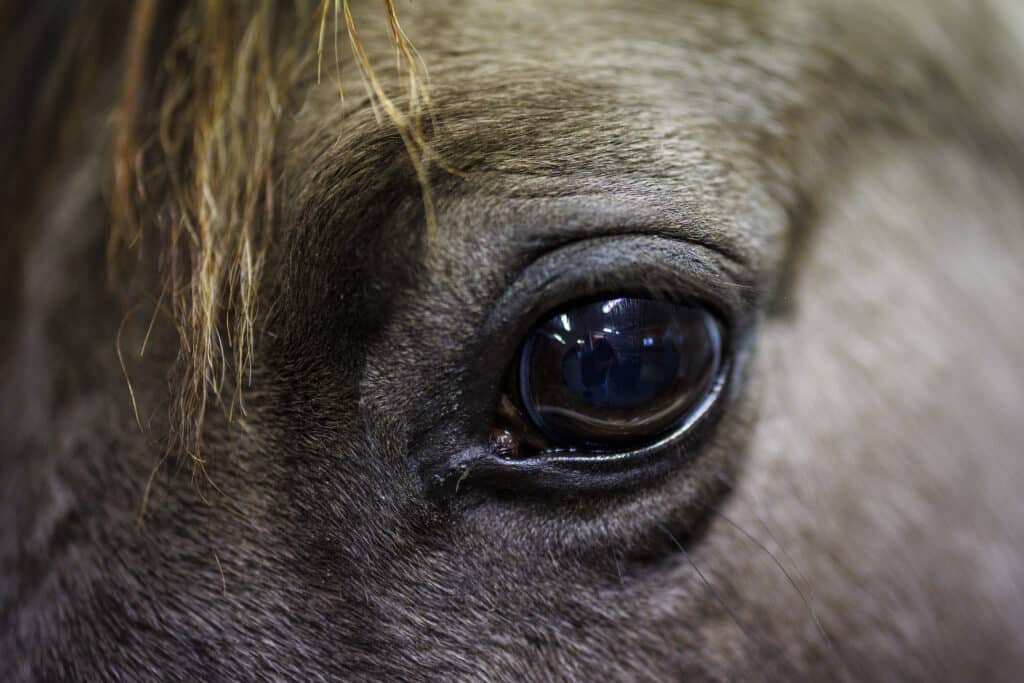 horse eye in close-up