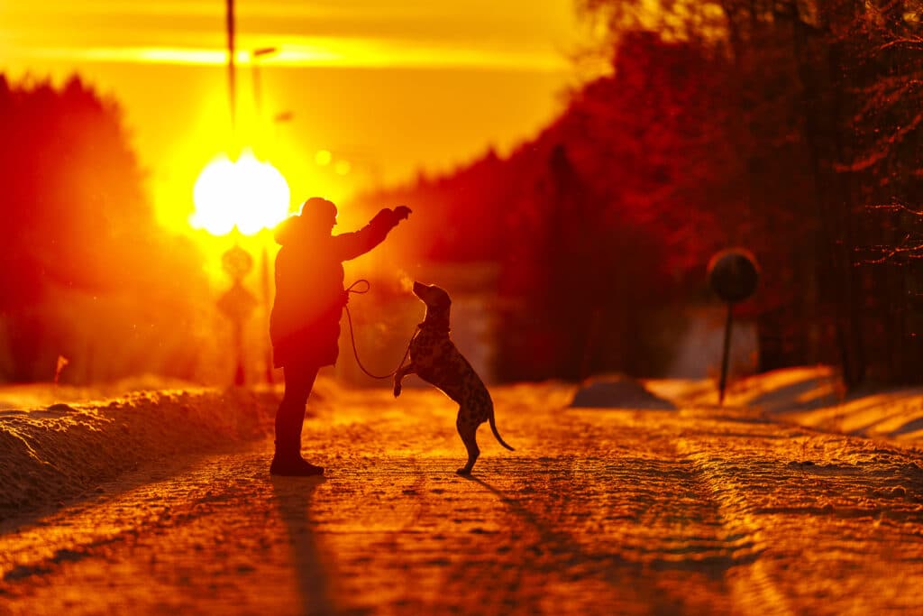 Woman in orange backlight playing with her dog, a large black and white Dalmatian.